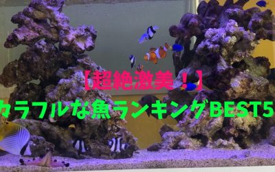 【超絶激美！】カラフルな魚ランキングBEST5！美しすぎる！