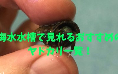 【決定版】海水水槽で見れるおすすめのヤドカリ一覧！実はコアなファンは多い！