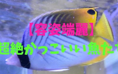 【容姿端麗】超絶かっこいい魚の種類ランキングBEST5！