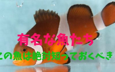 【プロが教える】有名な魚ランキングBEST5！この魚は絶対知っておくべき！