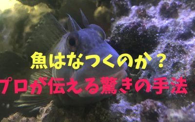 魚はなつくのか？プロが伝える驚きの手法！