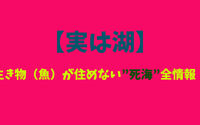 【実は湖】生き物（魚）が住めない”死海”全情報！