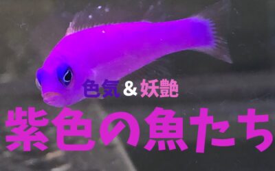 【色気＆妖艶】紫色の魚BEST3！