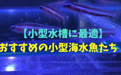 【小型水槽に最適】小型海水魚のおすすめランキングBEST5！