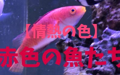 【情熱の色】赤色の魚ランキングBEST5！