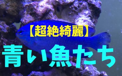 【超絶綺麗】青い魚ランキングBEST10！