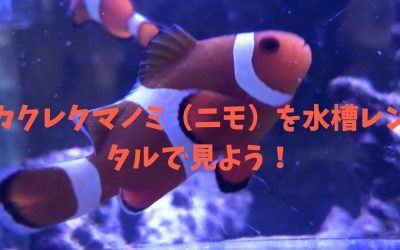 【完全版】カクレクマノミ（ニモ）を水槽レンタルで見よう！