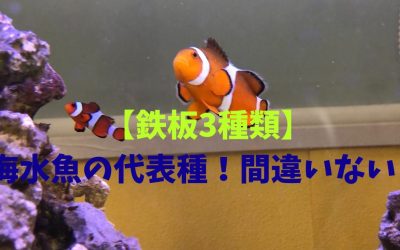 【鉄板3種類】海水魚の代表種！間違いない！