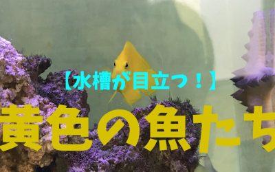 【目立つ！】黄色（キイロ）の魚BEST5！水槽が映えまくり！