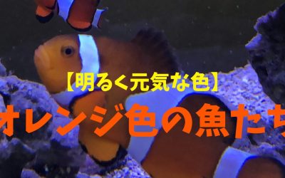 オレンジ色の魚BEST5！明るく元気な色！