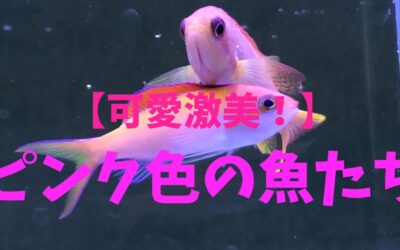 【可愛激美！】ピンク色の魚10選！あの醜い深海魚も紹介！