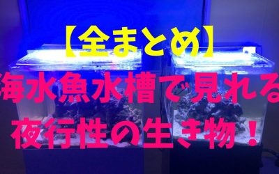 【全まとめ】海水魚水槽で見れる夜行性の生き物！