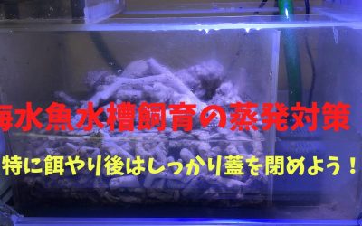 【完全版】海水魚水槽飼育の蒸発対策！特に餌やり後はしっかり蓋を閉めよう！