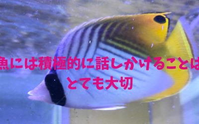 【水槽】魚には積極的に話しかけることはとても大切