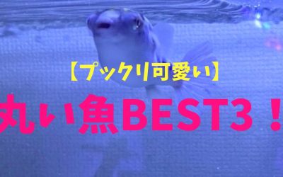 【プックリ可愛い】丸い魚BEST3！