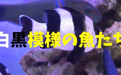 白黒模様の魚ランキングBEST5！