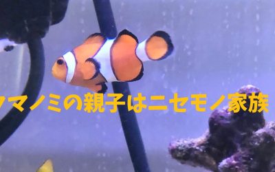 クマノミの親子はニセモノ家族！