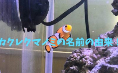 【完全版】カクレクマノミの名前の由来！