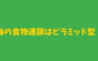 【完全版】海の食物連鎖はピラミッド型！