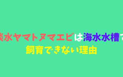 淡水のヤマトヌマエビは海水水槽では飼育できない理由！