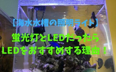 【海水魚水槽の照明ライト】蛍光灯とLEDだったらLEDをおすすめする理由！