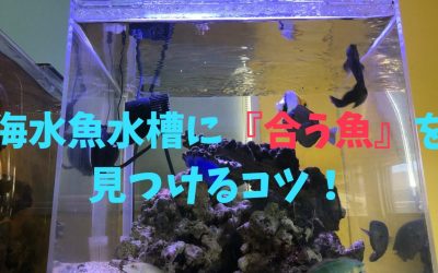 【おすすめ】海水魚水槽に『合う魚』を見つけるコツ！