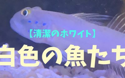 【清潔のホワイト】白色の魚ランキングBEST3！