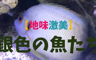 【地味激美】銀色の魚ランキングBEST5！