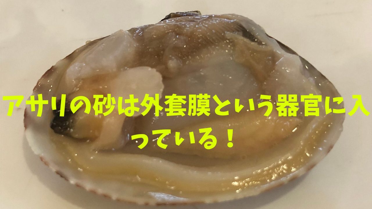 【なるほど!】アサリの砂は外套膜という器官に入っている! – マリブ 水槽メンテナンス神奈川【海水専門】 レンタル・買取り・代行