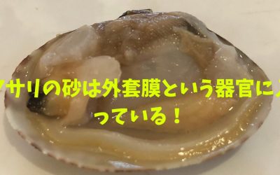 【なるほど！】アサリの砂は外套膜という器官に入っている！