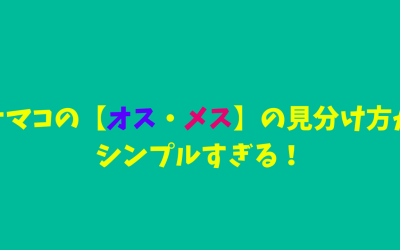 ナマコの【オス・メス】の見分け方がシンプルすぎる！