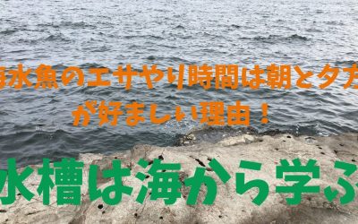 【水槽は海から学ぶ】海水魚の餌やり時間は朝と夕方が好ましい理由！