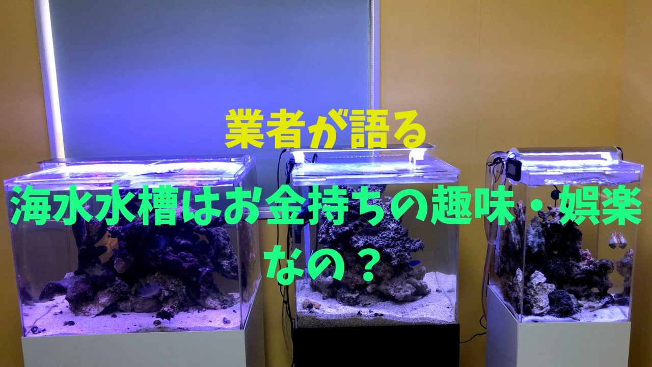お取引中 海水魚水槽、水槽周り 海水魚 まとめて売ります 観賞用