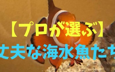 【プロが選ぶ】丈夫な海水魚ランキングBEST5！