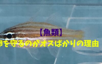 【魚類】卵を守るのがオスばかりの理由！