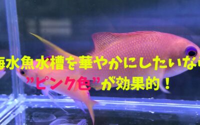 海水魚水槽を華やかにしたいなら”ピンク色”が効果的！