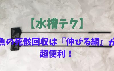 【水槽テク】魚が死んでしまった際は『伸びる網』が超便利！