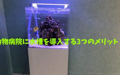 【レンタル】動物病院に水槽を導入する3つのメリット！