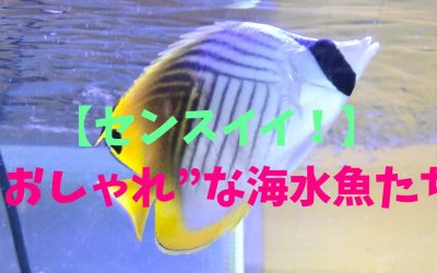 【センスイイ！】”おしゃれ”な海水魚ランキングBEST5！