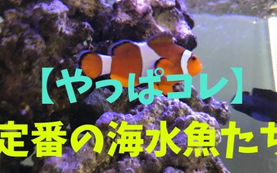 【やっぱコレ】定番の海水魚BEST3