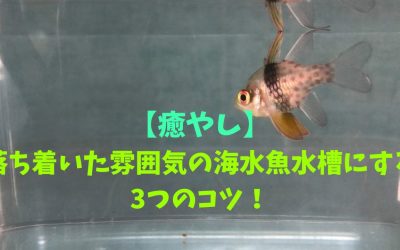 【癒やし】落ち着いた雰囲気の海水魚水槽にする3つのコツ！