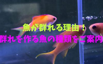 【永久保存版】魚が群れる理由！群れを作る魚の種類をご案内！