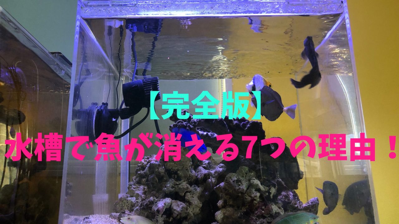 完全版】水槽で魚が消える7つの理由！ – マリブ 水槽メンテナンス 