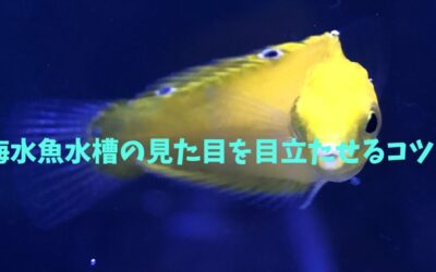 【プロが教える】海水魚水槽の見た目を目立たせるコツ！