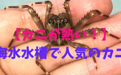 【カニが熱い！】海水水槽で人気のカニBEST3！