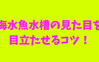 【プロが教える】海水魚水槽の見た目を目立たせるコツ！