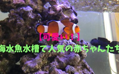 【可愛い！】海水魚水槽で人気の赤ちゃんBEST3