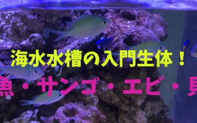 海水水槽の入門生体！魚・サンゴ・エビ・貝