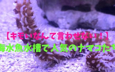 【キモいなんて言わせない！】海水魚水槽で人気のナマコBEST3