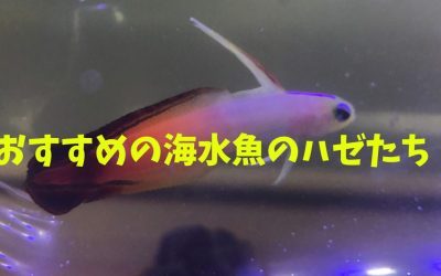 【種類】海水魚のハゼおすすめBEST5！